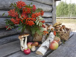Именно поздней осенью появляется большой и богатый выбор грибов